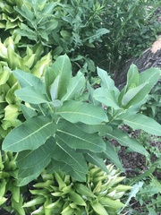 Asclepias syriaca