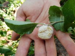 Coniodictyum chevalieri
