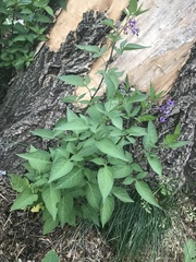 Solanum dulcamara