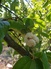 Coniodictyum chevalieri