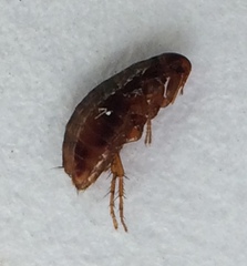 Siphonaptera