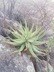 Aloe khamiesensis
