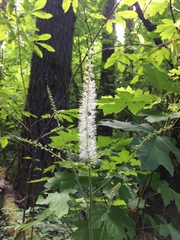 Actaea elata elata