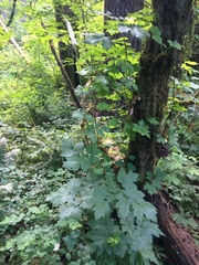 Actaea elata elata