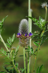 Dalea reclinata