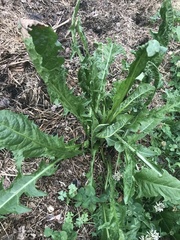 Taraxacum officinale