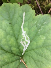 Phytomyza tiarellae