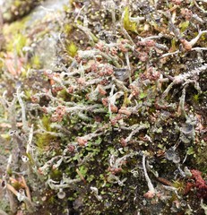 Cladonia cariosa