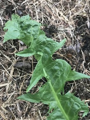 Taraxacum officinale