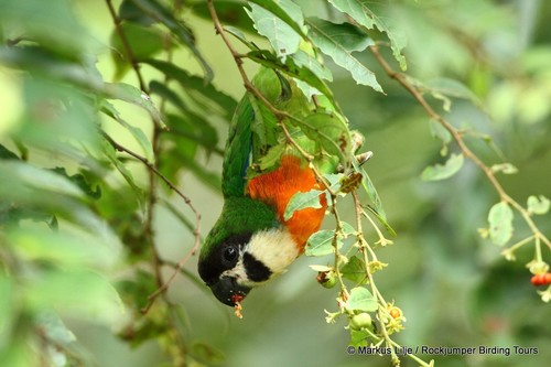 Dusky-cheeked Fig Parrot