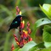 Black Sunbird - Photo (c) Markus  Lilje, some rights reserved (CC BY-NC-ND), uploaded by Markus  Lilje