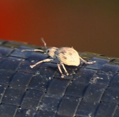 Calomycterus setarius