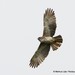 Pygmy Eagle - Photo (c) Markus  Lilje, some rights reserved (CC BY-NC-ND), uploaded by Markus  Lilje