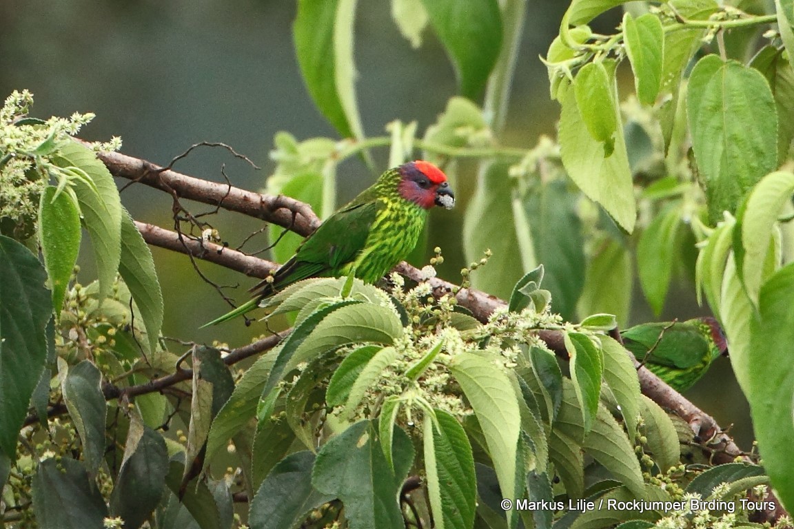 Goldie's Lorikeet illustration