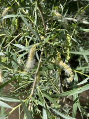Salix exigua