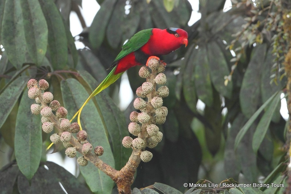 Stella's Lorikeet (Charmosyna stellae) photo