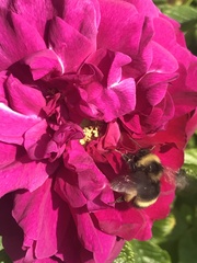 Bombus mckayi