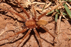 Ctenus maculisternis