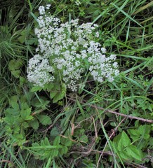 Pimpinella major