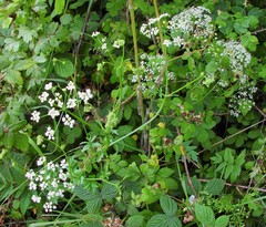 Pimpinella major