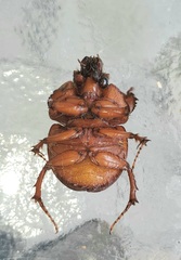 Bradycinetulus ferrugineus image