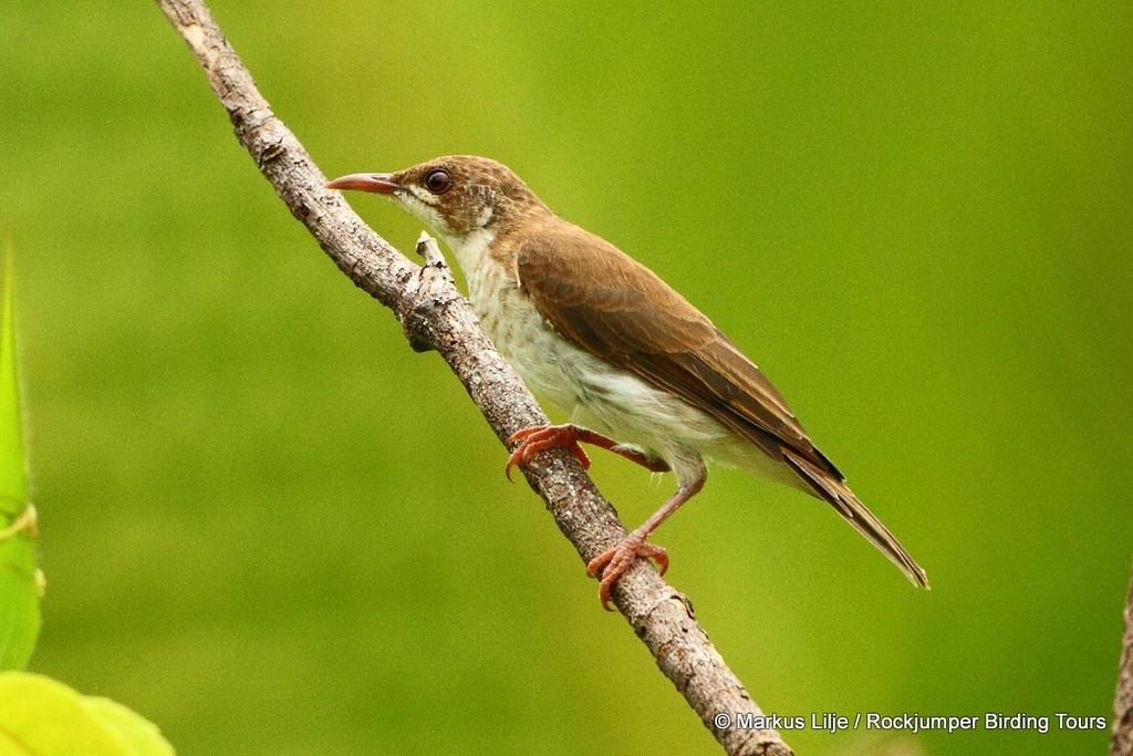 Brown-backed Honeyeater (Ramsayornis modestus) photo