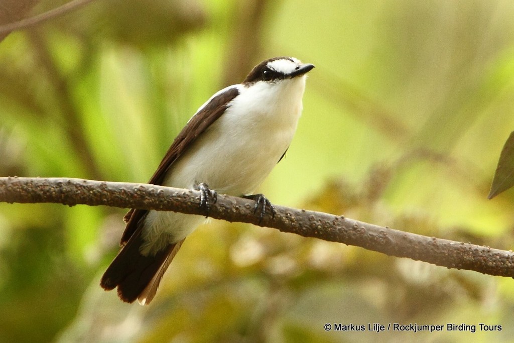 Torrent Flyrobin photo