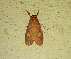 Ammatho cuneonotatus