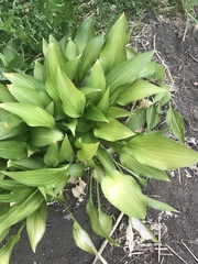 Hosta