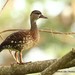 Spotted Whistling-Duck - Photo (c) Markus  Lilje, some rights reserved (CC BY-NC-ND), uploaded by Markus  Lilje