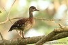 Spotted Whistling-Duck - Photo (c) Markus  Lilje, some rights reserved (CC BY-NC-ND), uploaded by Markus  Lilje