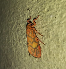 Ammatho cuneonotatus