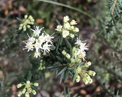 Agathosma foetidissima