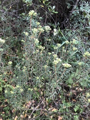 Agathosma foetidissima