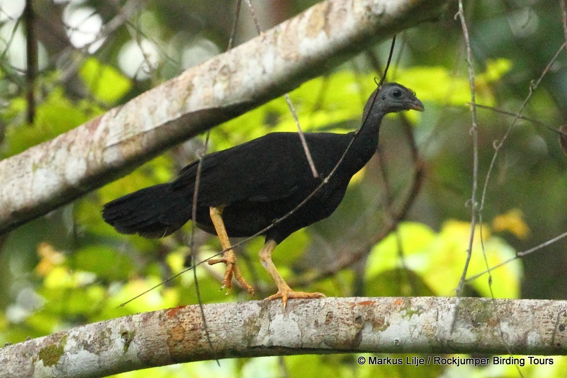 Yellow-legged Brushturkey illustration