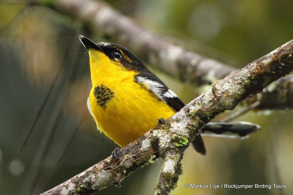 Black-breasted Boatbill photo
