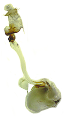 Anania tertialis