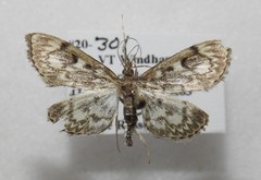 Anania tertialis