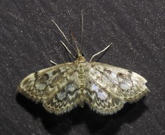 Anania tertialis