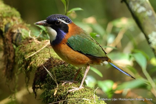 Pitta-like Ground-Roller