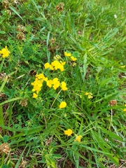 Lotus corniculatus
