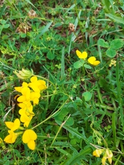 Lotus corniculatus