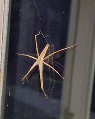 Pisaurina dubia