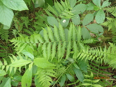 Coryphopteris simulata