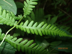 Coryphopteris simulata