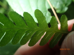 Coryphopteris simulata