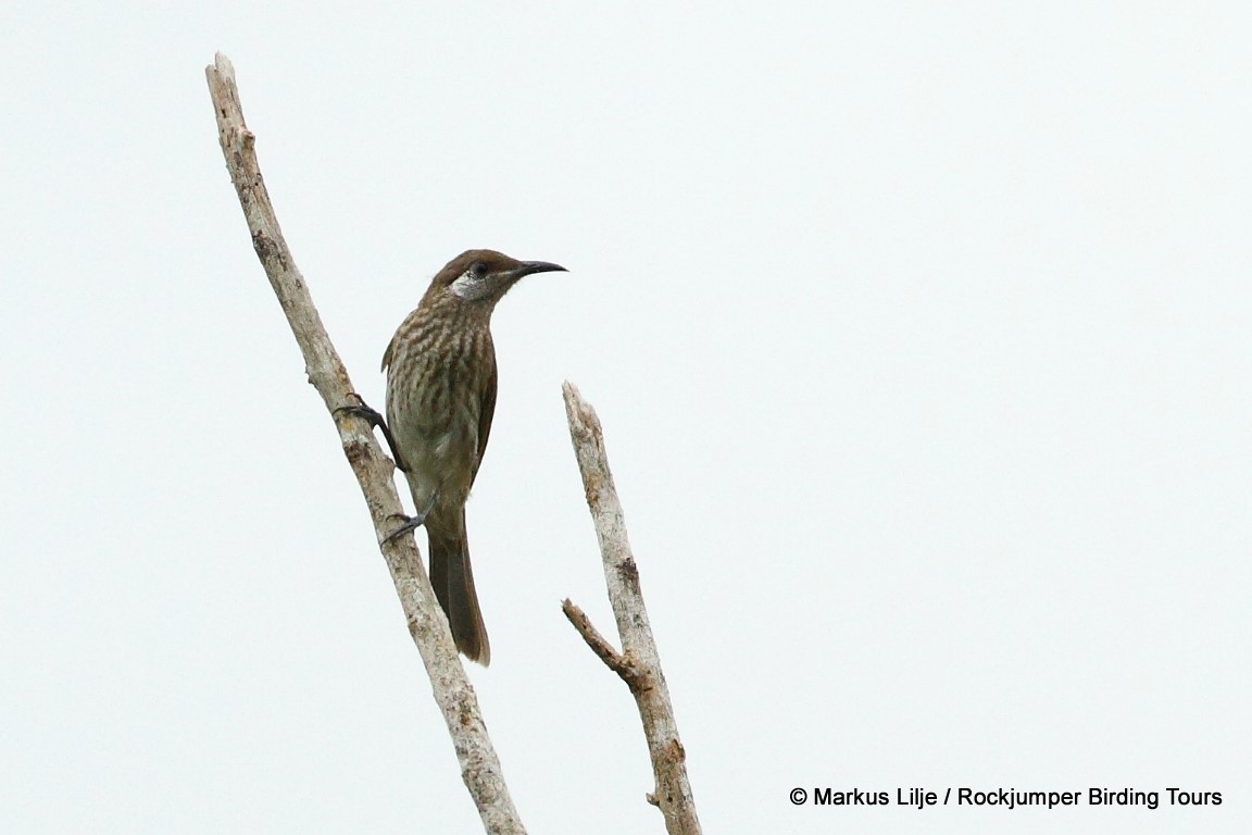 Silver-eared Honeyeater illustration