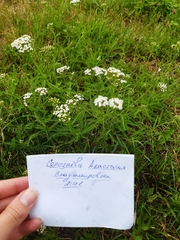 Achillea millefolium
