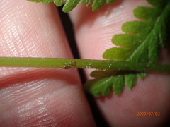 Coryphopteris simulata