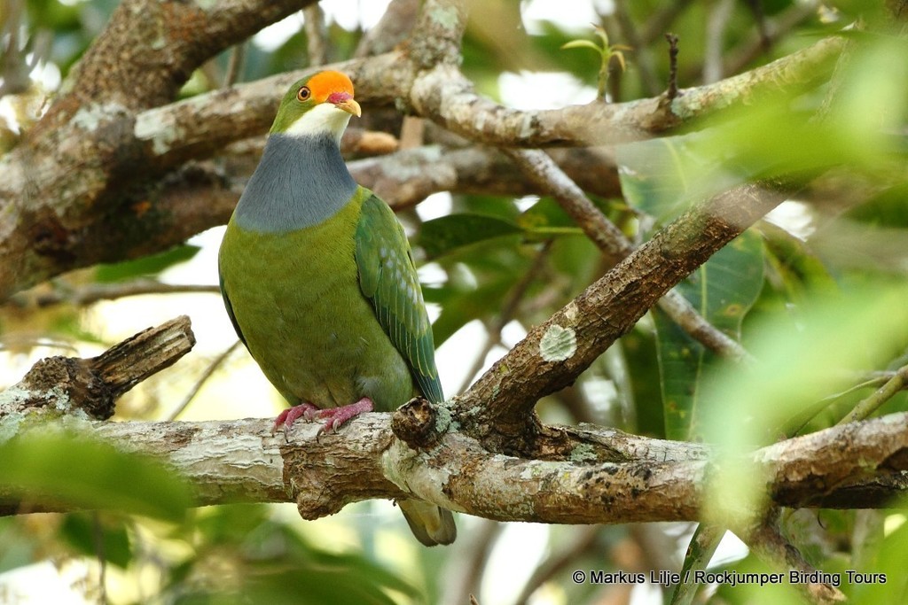 Orange-fronted Fruit-Dove photo
